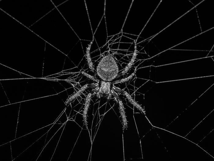 Spiders & Webs